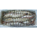 CAMARON BLACK TIGER DE NIGERIA